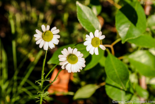 chamomile tea flowers outdoors green sunny bright 