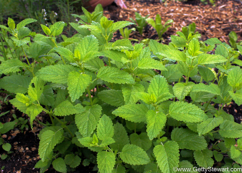Lemon Verbana tea leaves growing outdoors green