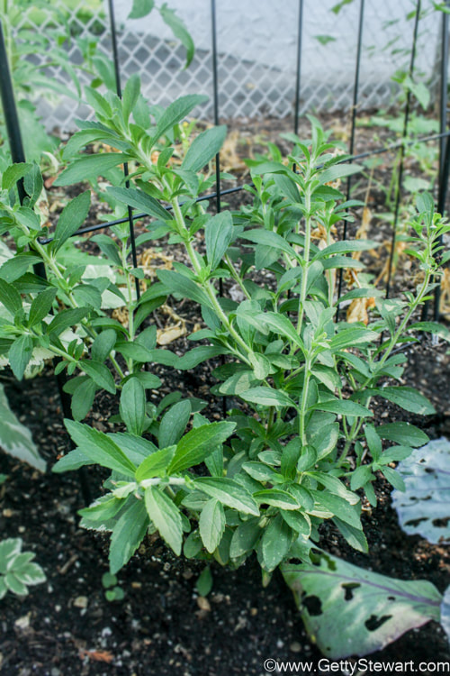 stevia growing outdoors green plant 